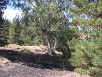 rrente Quarantore-20110911 102